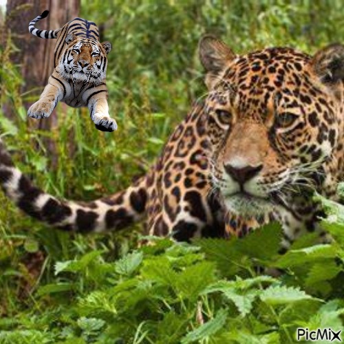 Tigres dans la jungle - фрее пнг