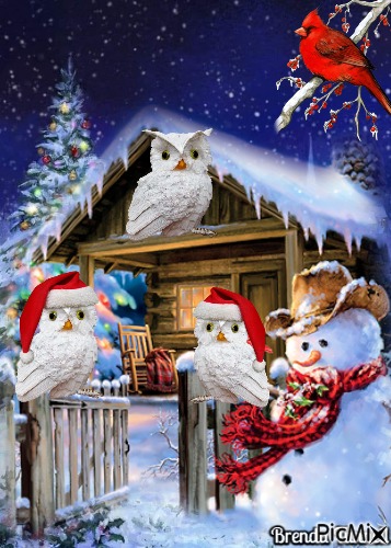 christmas owl - png grátis