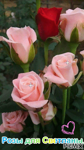 Розы для Светланы. - GIF animé gratuit
