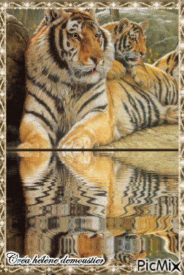HD tigres reflet - Безплатен анимиран GIF