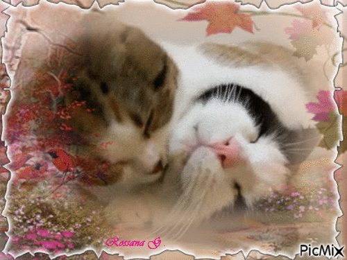 Bisous infiniment tendres ... - Kostenlose animierte GIFs