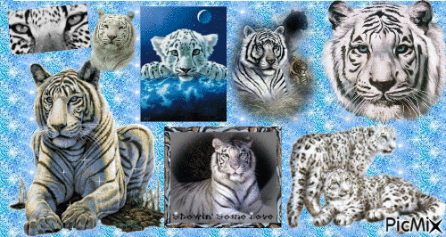 tigre blanc - GIF animate gratis