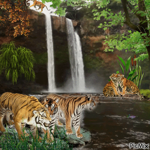 Tigers - Besplatni animirani GIF