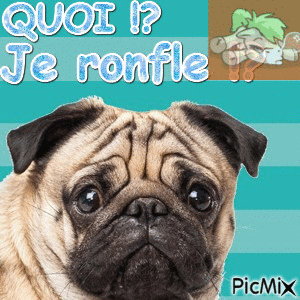 Il ronfle ! - Free animated GIF