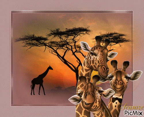 Family of giraffes - Bezmaksas animēts GIF