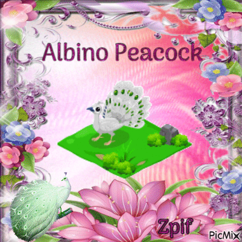 Albino Peacock - Animovaný GIF zadarmo