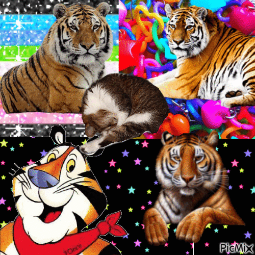 tigers - Ilmainen animoitu GIF