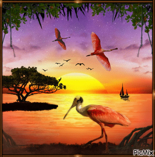 Coucher de soleil sur les Everglades - Бесплатни анимирани ГИФ