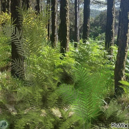 Bosque de helechos - 免费动画 GIF