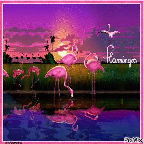 Flamingos - GIF animasi gratis
