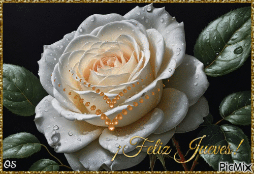 Rosa Blanca - GIF animado grátis