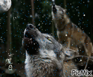 Howling at the Moon - Free animated GIF