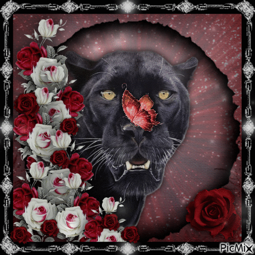 Black Panther And Roses - Бесплатный анимированный гифка