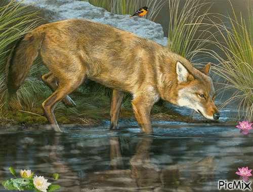 Wolf Creek - Animovaný GIF zadarmo