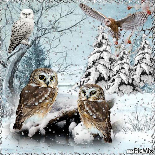 winter owl - GIF animado gratis
