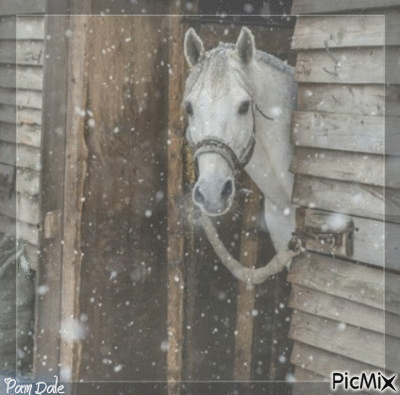 Horse in Barn - Ingyenes animált GIF