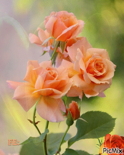 Fréz színű rózsa. - Bezmaksas animēts GIF
