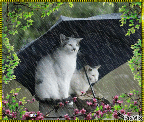 chat sous la pluie - GIF animé gratuit - PicMix