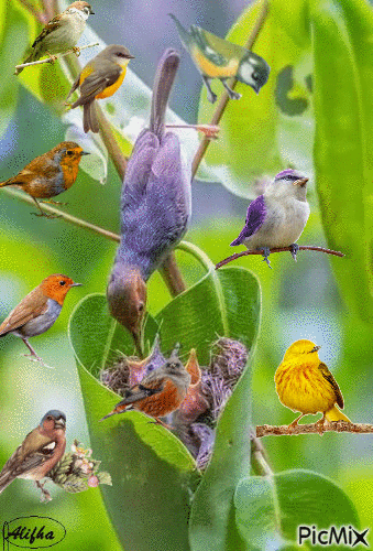 l'oiseau nourrit ses petits - Animovaný GIF zadarmo
