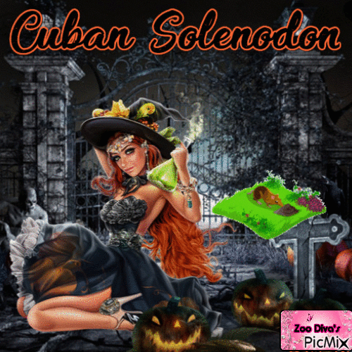 Cuban solenodon hallo - Бесплатный анимированный гифка