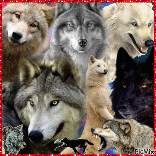 Wolf Collage - Nemokamas animacinis gif