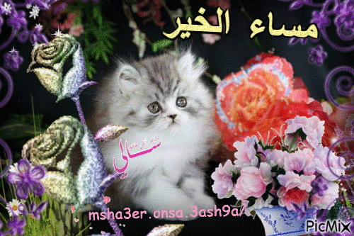 مساء المحبه والموده - GIF animado gratis