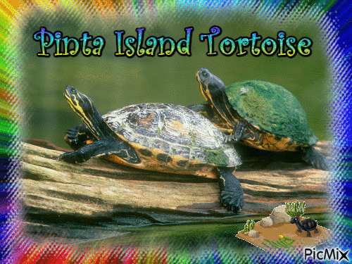 Pinta Island Tortoise - Free animated GIF