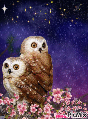 NIGHT OWLS - Animovaný GIF zadarmo