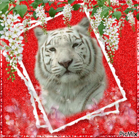 Tigre blanc sur fond rouge - Free animated GIF