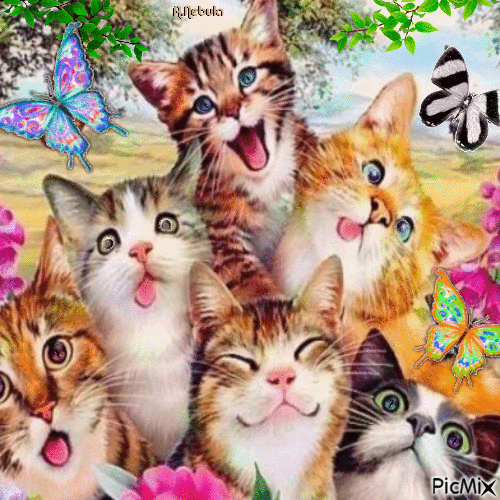 Lots of cats - Free animated GIF