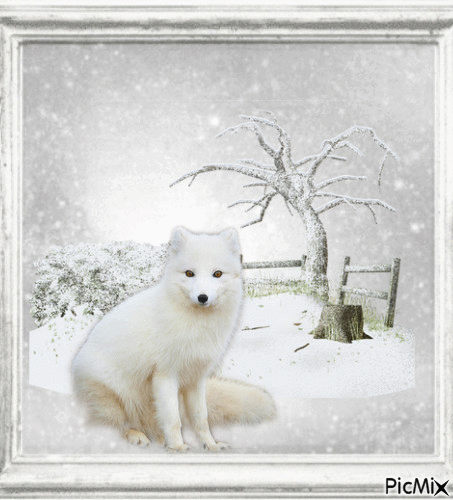 Arctic Fox - Besplatni animirani GIF