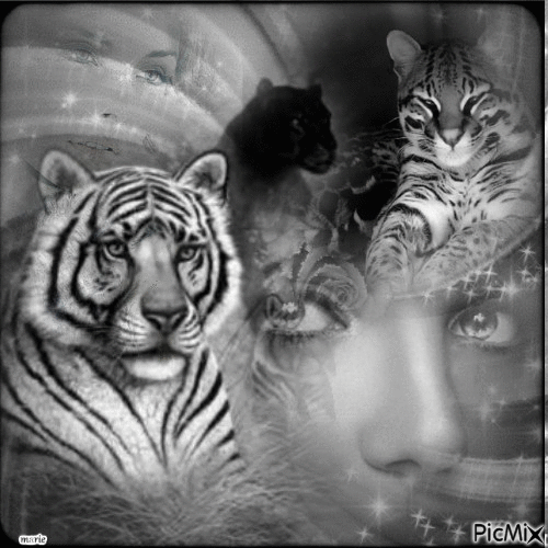 Les tigresses - Gratis animeret GIF
