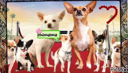 beverly hills chihuahua - GIF animate gratis