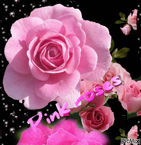 Pink Roses - 免费动画 GIF