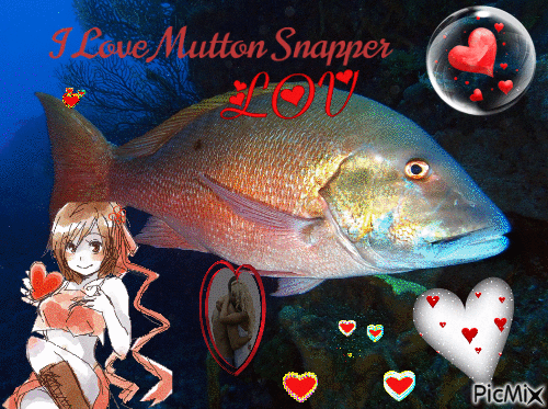 I love mutton snapper - Gratis animeret GIF