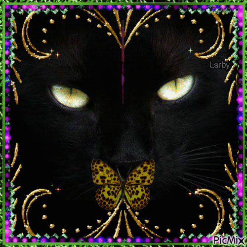 black cat !!!! - Ingyenes animált GIF