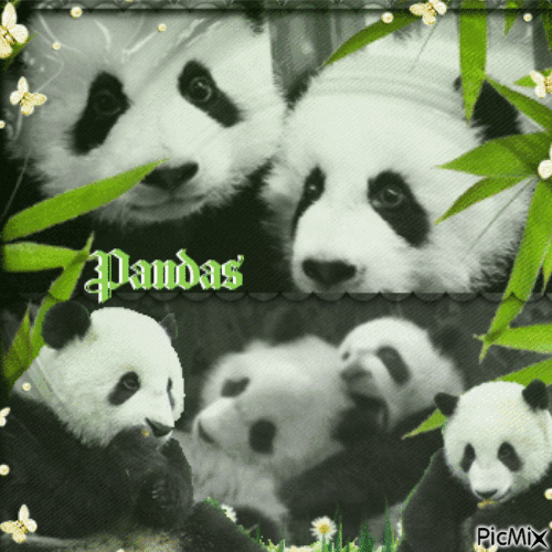 Pandas - Nemokamas animacinis gif