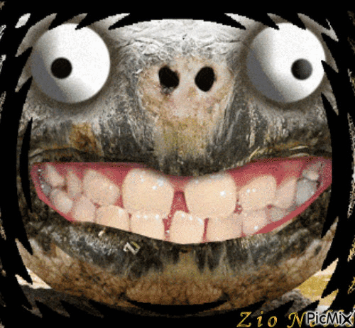 sorriso - Безплатен анимиран GIF
