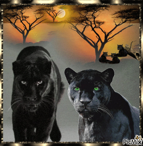 Concours "Panther" - GIF animé gratuit