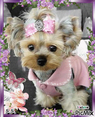 A cute little dog. - Free animated GIF