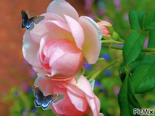 Rosa com borboletas - Бесплатный анимированный гифка