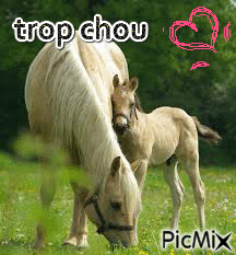 trop chou - Ücretsiz animasyonlu GIF