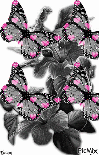 Бабочки - GIF animado grátis