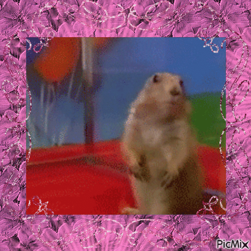 marmotte - GIF animado gratis