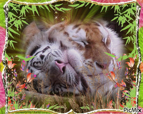 La Tendresse entre deux tigres - GIF animado grátis