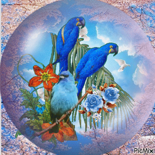 Oiseaux bleus dans une bulle - Free animated GIF