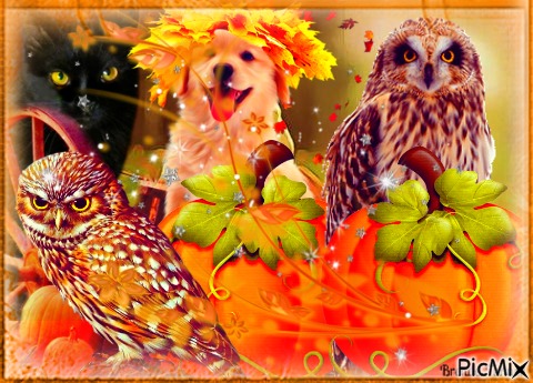 autumn owl - gratis png