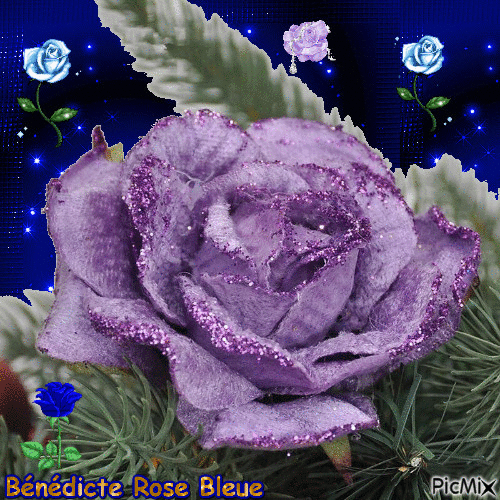 roses bleues et violettes - GIF animé gratuit