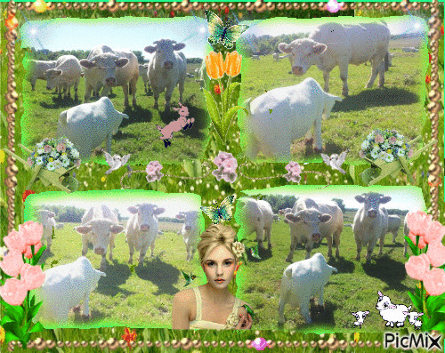 blanchette et les vache - Ingyenes animált GIF