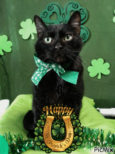 chat  St-Patrick - Free animated GIF